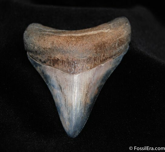 Inch Megalodon Tooth - Stunning Color! #90